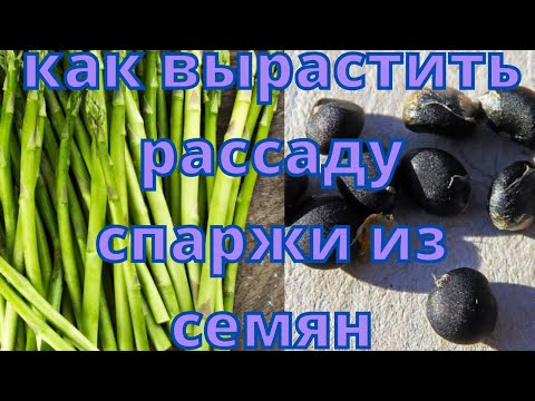 Видео: Как вырастить рассаду спаржи из семян
