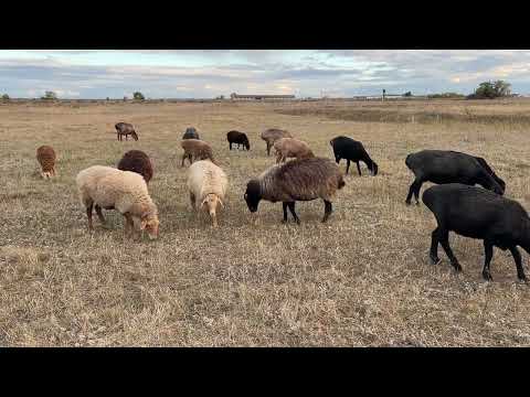 Видео: Все как есть, Видео без монтажа 