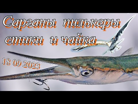 Видео: Сарганы пилькеры стики и чайка