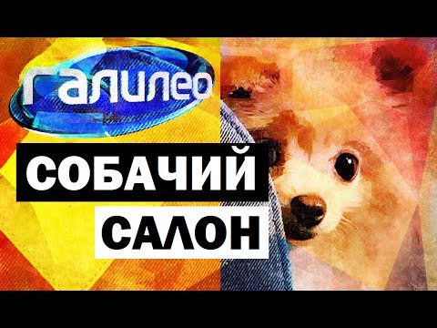 Видео: Галилео. Собачий салон 🐶 Canine salon