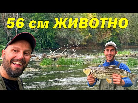 Видео: СВИНЯ ИЗБОЧИ КОЧИНАТА - ПРЪСНАХМЕ ХИЩНИЦИТЕ от БОЙ. ИЗГУБИХМЕ се в ГОРАТА и ВИДЯХМЕ СЛЕДИ ОТ ЕЛЕН