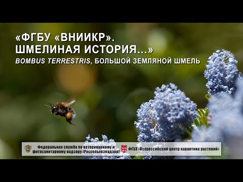 Видео: «ФГБУ «ВНИИКР». Шмелиная история… Bombus Terrestris - большой земляной шмель
