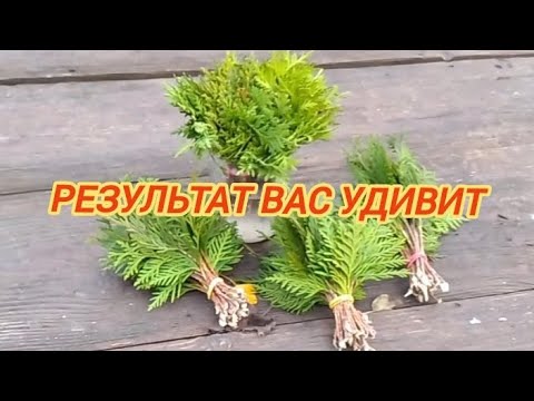 Видео: 🌿Туя размножение,самый лёгкий способ черенкования #туя #черенкование #сад