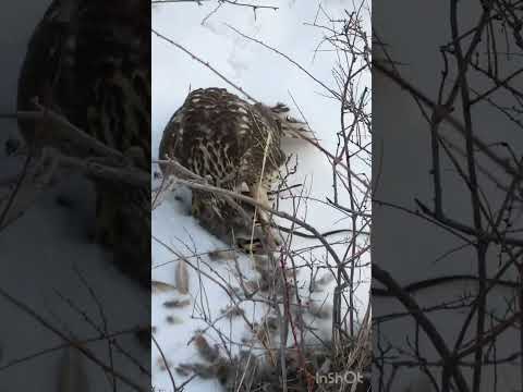 Видео: Куш салуу Кыргызстан.Каршыга менен кекилике .Охота.Мындай болгон емес😱😱😱😱😱