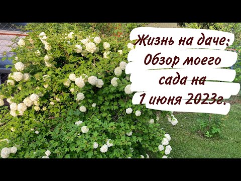 Видео: Жизнь на даче: Обзор моего сада на 1 июня 2023г.