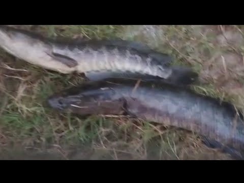 Видео: Балиқ ови. Афсусланмайдиган видео охиригача кўринг. #баликови #рыбалка #fishing #telegram 
