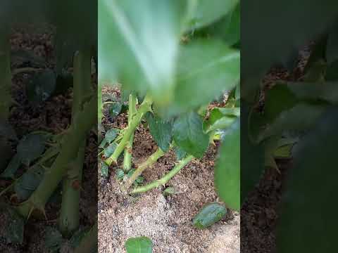 Видео: #Плетистые#розы#Светофор