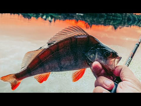 Видео: ЖОР Окуня в ПОДМОСКОВЬЕ осенью! 🍂 Ловля на спиннинг в сентябре. Микроджиг.