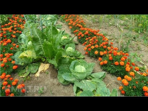 Видео: Бархатцы Тегатес Красивое и Полезное растение