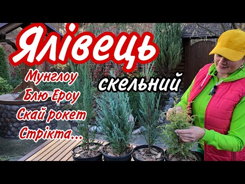 Видео: ЯЛІВЕЦЬ Скельний.Вплив на людину.Де саме Не можна саджати.Найкращі умови для вирощування.Сад.Дача.