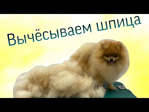 Видео: САМ СЕБЕ ГРУМЕР/ Как вычесать шпица?