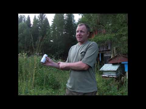 Видео: Медведь на пасеке.Защита пасеки от медведя