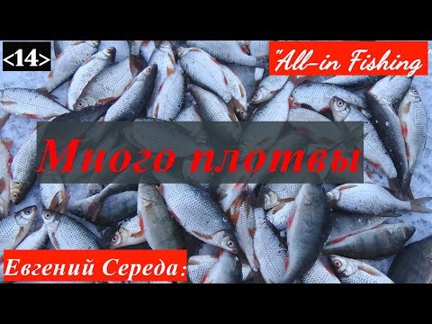 Видео: Много плотвы. "All-in Fishing". Вып. 14.