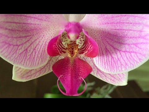 Видео: НОВОГОДНЕЕ цветение фаленопсиса Шанхай, как итог ПЕРЕСАДКИ ОРХИДЕИ в САМУЮ ДЕШЁВУЮ кору