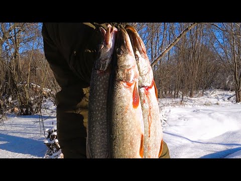 Видео: Ого...В ЭТОМ БОЛОТЕ КИШАТ ОГРОМНЫЕ ЩУКИ!!! НЕ УСПЕВАЮ ПРОВЕРЯТЬ жерлицы вот это глухозимье.