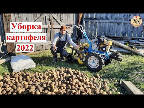 Видео: Копаем картофель мотоблоком НЕВА с доработанной грохотной картофелекопалкой в 2022г.