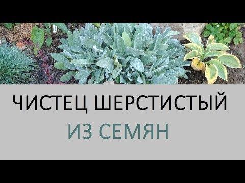 Видео: Чистец Овечьи ушки - растение которое меня удивило