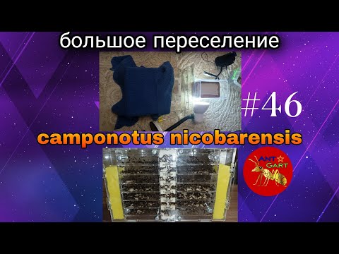 Видео: переселение большой колонии camponotus nicobarensis в формикарий кристалл 2016 года