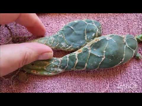 Видео: Кобра! Мечты сбываются! 29.01.2024.