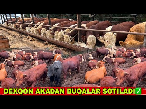 Видео: BUQA BOQISH SIRLARI✅ SOTILADI BUQALAR DEXWON AKADAN 😆16 сентября 2025 г.