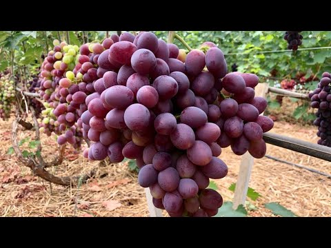 Видео: Созревший виноград в теплице, обзор.