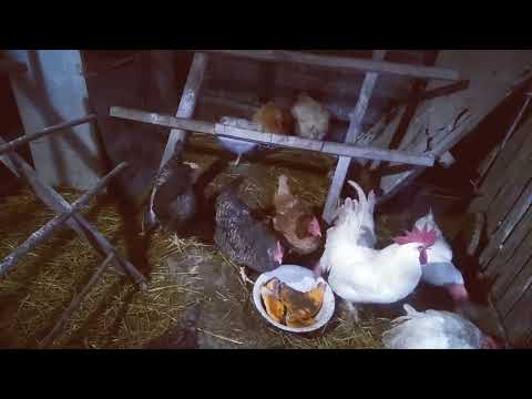 Видео: Как сделать тёплую подстилку в курятнике зимой?