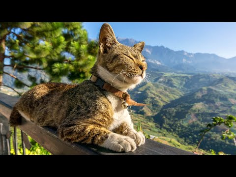 Видео: Музыка для кошек 😽 Музыка для хорошего сна и снятия стресса Музыка для кошек, Музыка, которая нра...