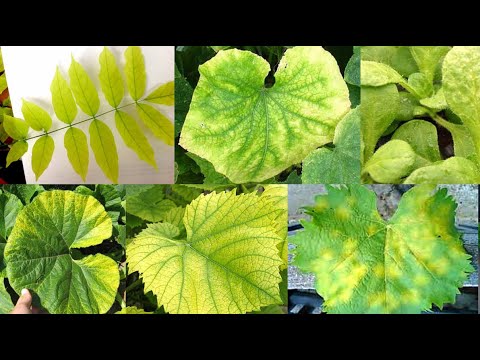 Видео: Хлороз растений лечим быстро и эффективно