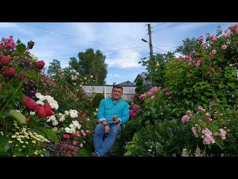Видео: Розы. Посадочный материал. Преимущества осенней посадки. Питомник "Элит".