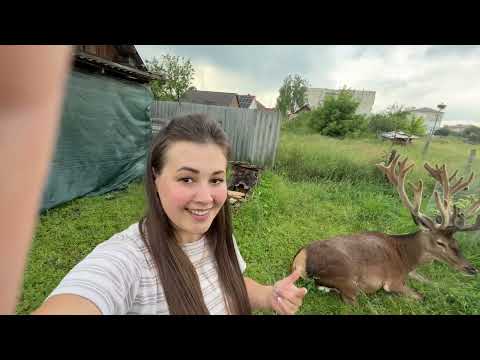Видео: Олень Борис в мене вже як в себе дома #irysik3076 #deer #animals #олень #оленьборис #оленьборя