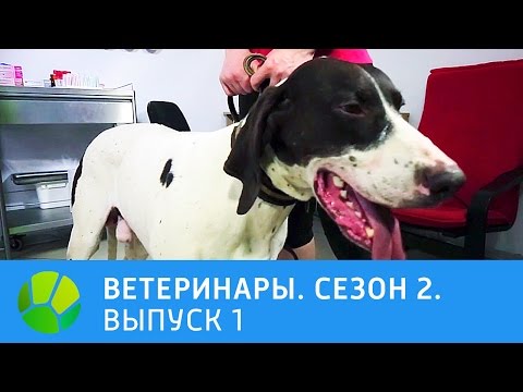 Видео: Ветеринары. Удав, конь, ёж, ездовая собака. 2 сезон | Живая Планета