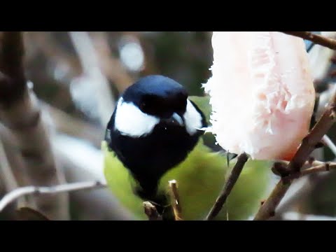 Видео: Чем кормить синиц: какие корма нужны птицам в кормушках