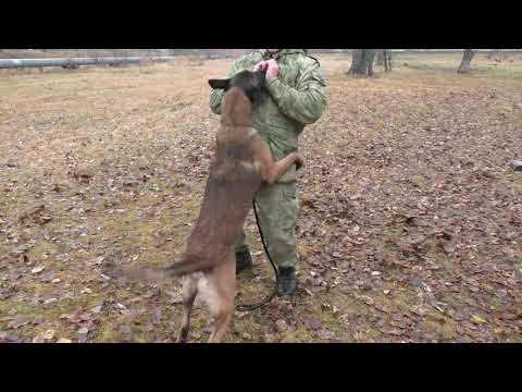 Видео: 547. Тактильный контакт это примерно так.