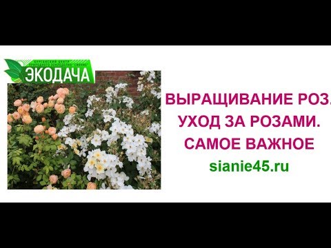 Видео: Выращивание роз. Уход за розами самое важное