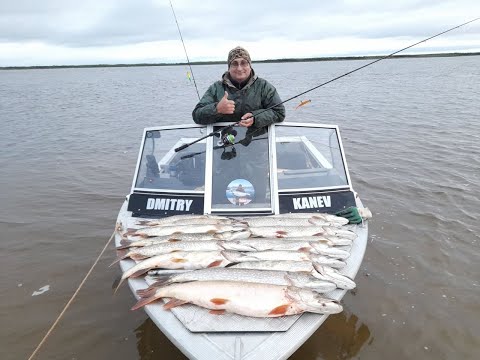 Видео: ЗАГОТОВКА ЩУКИ НА ЗИМУ / КАК СЕВЕРЯНЕ ЩУКУ ЛОВЯТ / У РЫБАКА ПРОБИЛО РУКУ КРЮЧКОМ