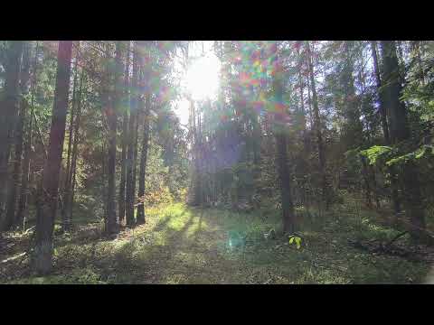 Видео: Осенний лес. ч.8. Октябрь 2025