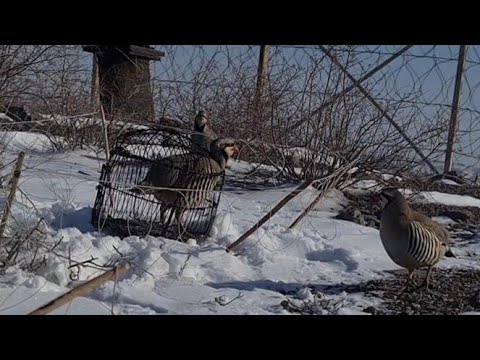 Видео: 1 кум  бор шикори чуча