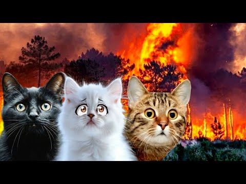 Видео: Лесные ПОЖАРЫ. СПАСЕНИЕ Кошек из ОГНЯ. Подряд 5 видео.