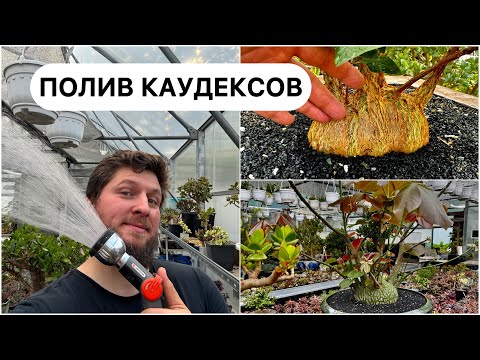 Видео: Полив каудексов - Фикусов и Баобабов