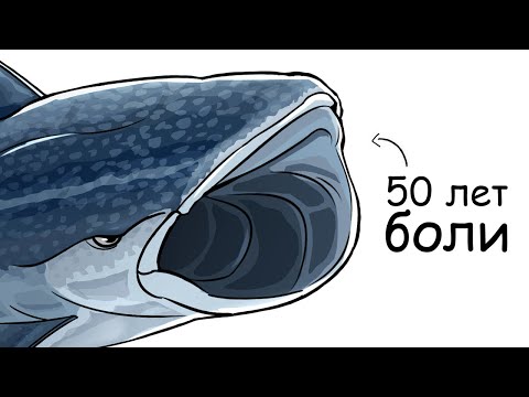 Видео: Ты – Китовая Акула (И ЭТО ВСЯ ТВОЯ ЖИЗНЬ)
