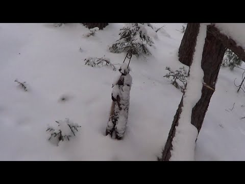 Видео: Охота на куницу капканами. сезон 24-25г. / ПРОВЕРКА КАПКАНОВ 08.02.2025г.УДАЧНО.