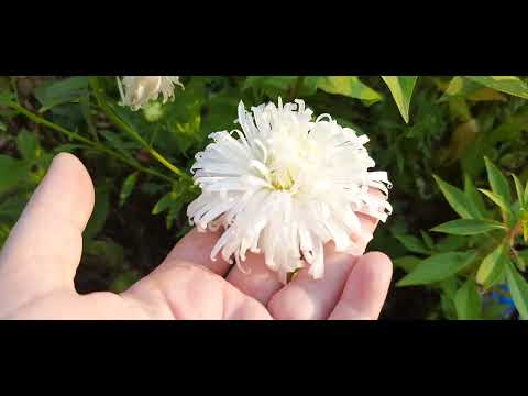 Видео: Приехали на дачу//ОБЗОР 💐 и урожая/ /