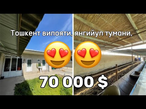 Видео: Тошкент вилояти, янгийул тумани, дачний пасёлок михайловка