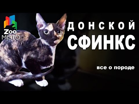 Видео: Донской Сфинкс - Все о породе Кошки | Кошка породы - Донской Сфинкс