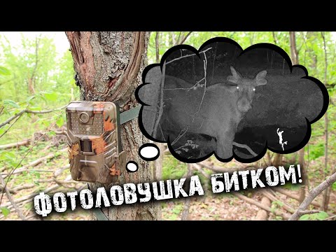 Видео: Бурная жизнь у лесного озера| Проверка фотоловушки| Дружба и вражда лосей
