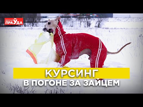Видео: Что такое курсинг и причем здесь механический заяц?