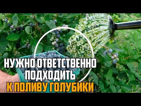 Видео: ПОЛИВ ГОЛУБИКИ НЕ ПРОСТОЕ ДЕЛО! НУЖНО ЗНАТЬ КАК ПОЛИВАТЬ!