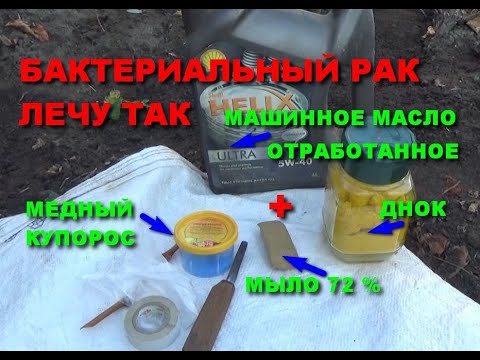 Видео: Как лечить бактериальный рак винограда