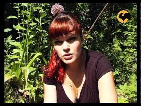 Видео: Розы в Саду. серия 5. Вредители