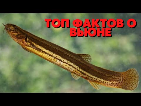 Видео: ТОП ИНТЕРЕСНЫХ ФАКТОВ О ВЬЮНЕ! Вьюн самая скользкая рыба?